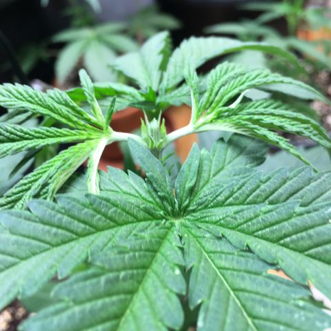 Ak47 #1 growlog timeline photo