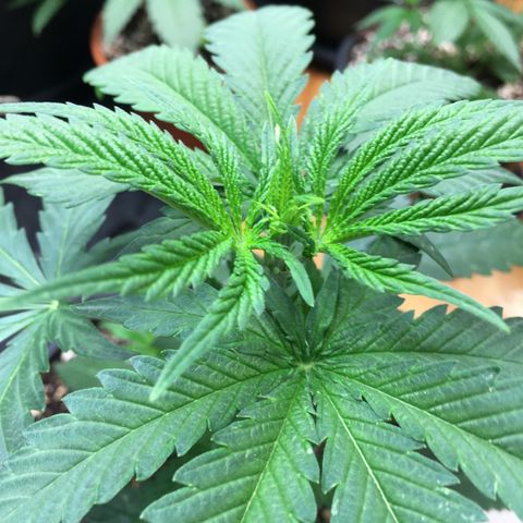 Ak47 #1 growlog timeline photo