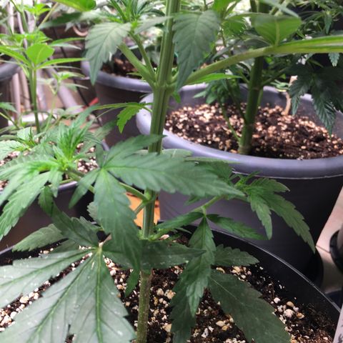 Ak47 #1 growlog timeline photo