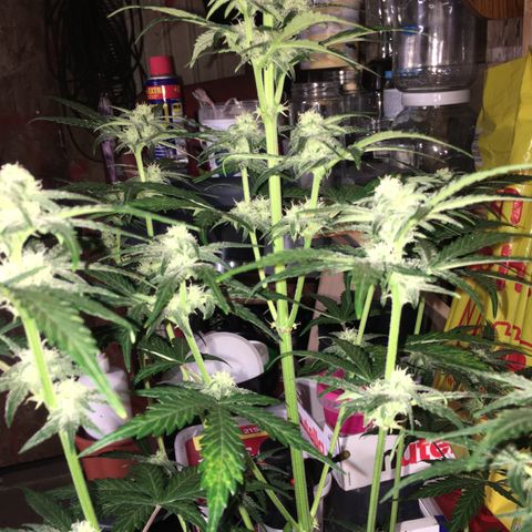 Purple Mimosa Xl Auto  #1 growlog timeline photo