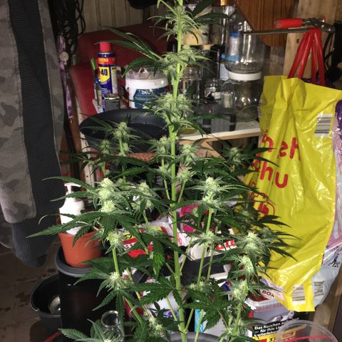 Purple Mimosa Xl Auto  #1 growlog timeline photo