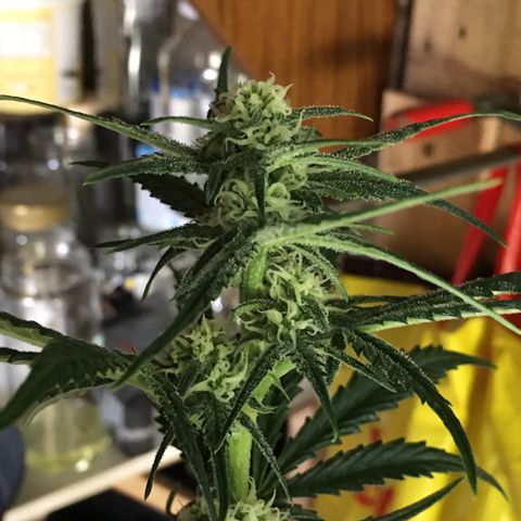 Purple Mimosa Xl Auto  #1 growlog timeline photo