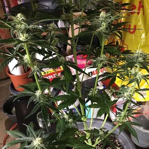 Purple Mimosa Xl Auto  #1 growlog timeline photo