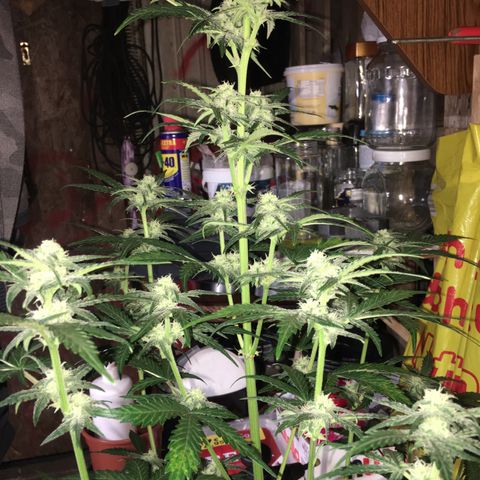 Purple Mimosa Xl Auto  #1 growlog timeline photo