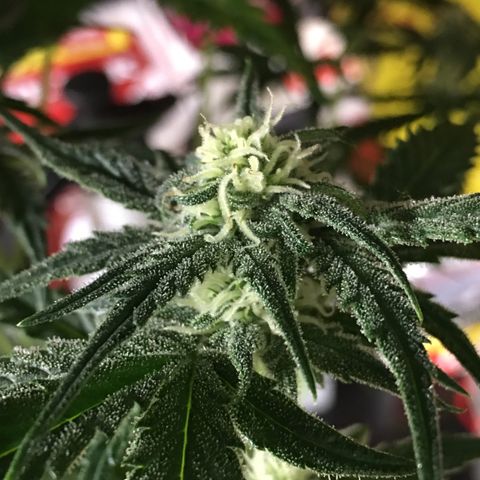 Purple Mimosa Xl Auto  #1 growlog timeline photo