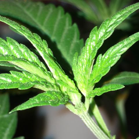 Ak47 #1 growlog timeline photo