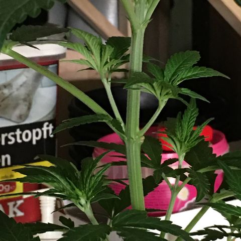 Ak47 #1 growlog timeline photo