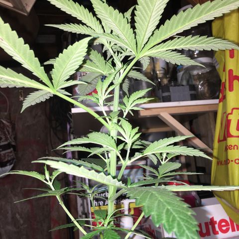 Ak47 #1 growlog timeline photo