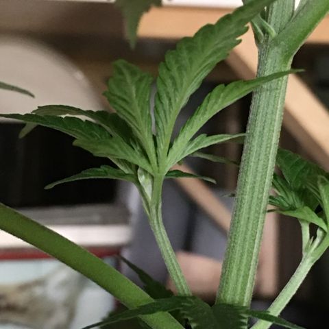 Ak47 #1 growlog timeline photo