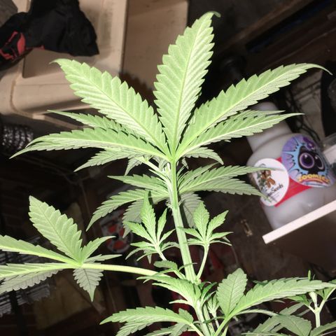 Ak47 #1 growlog timeline photo