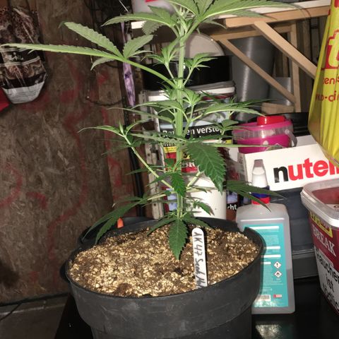 Ak47 #1 growlog timeline photo