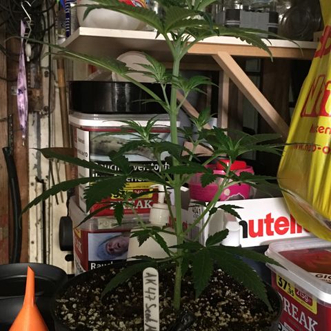 Ak47 #1 growlog timeline photo