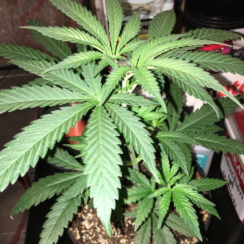 Ak47 #1 growlog timeline photo