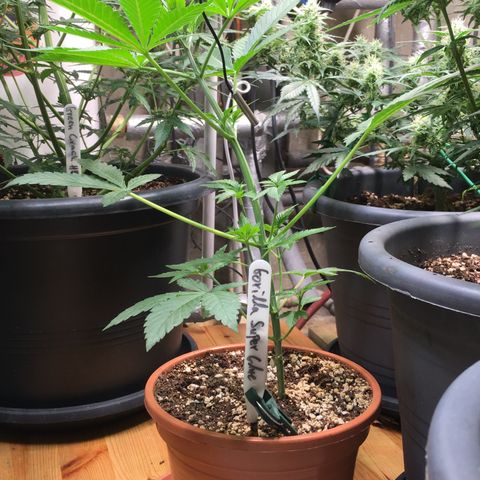 Gorilla Super Glue 2.0 growlog timeline photo