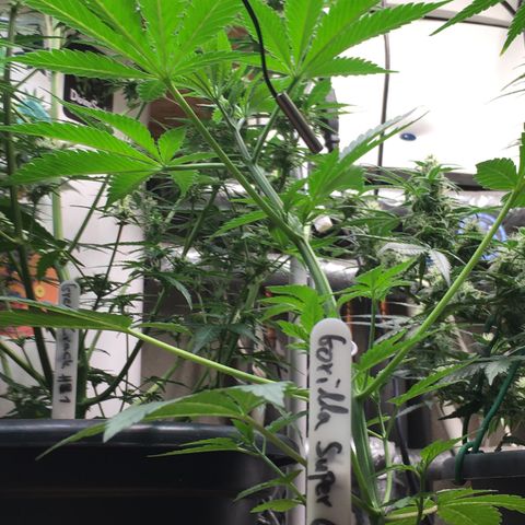 Gorilla Super Glue 2.0 growlog timeline photo