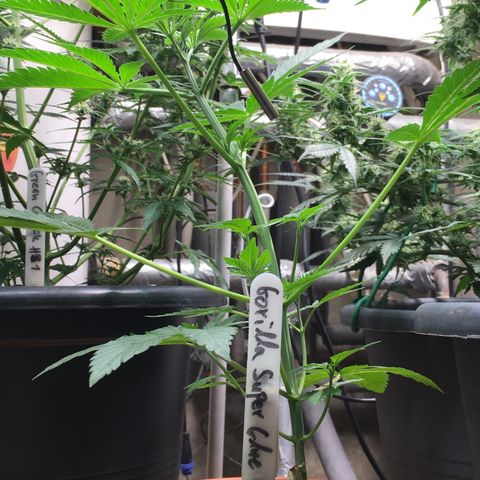 Gorilla Super Glue 2.0 growlog timeline photo
