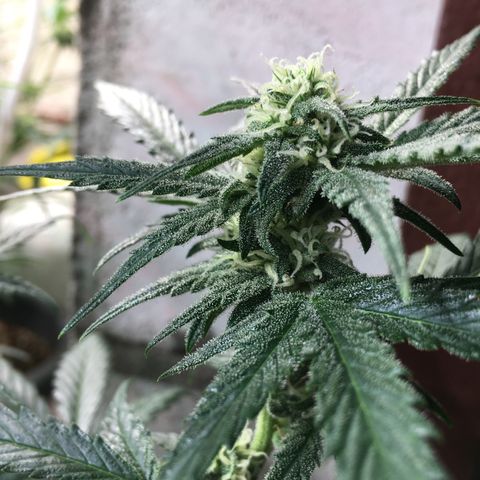 Purple Mimosa Xl Auto  #1 growlog timeline photo