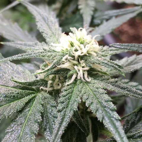 Purple Mimosa Xl Auto  #1 growlog timeline photo