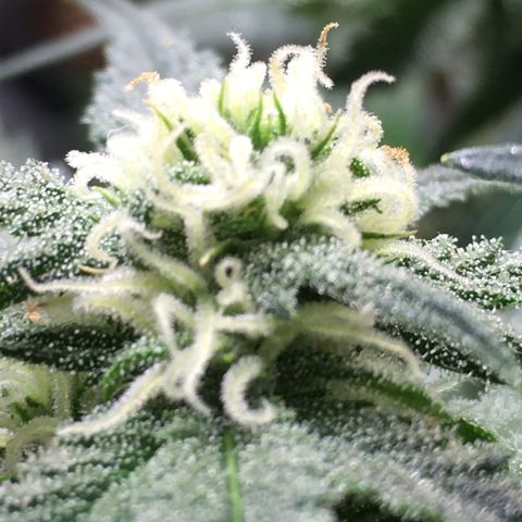 Purple Mimosa Xl Auto  #1 growlog timeline photo