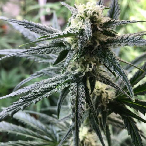 Purple Mimosa Xl Auto  #1 growlog timeline photo