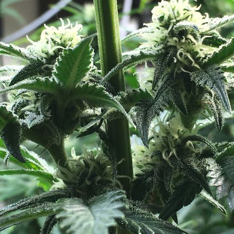 Purple Mimosa Xl Auto  #1 growlog timeline photo