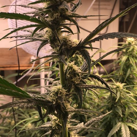 Purple Mimosa Xl Auto  #1 growlog timeline photo