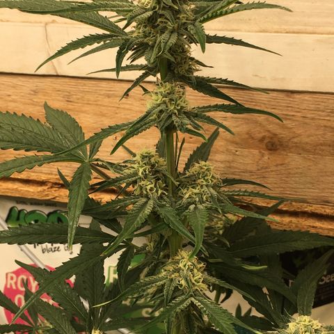 Green Crack  #1 growlog timeline photo