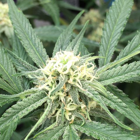 Green Crack  #1 growlog timeline photo