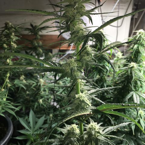 Purple Mimosa Xl Auto  #1 growlog timeline photo