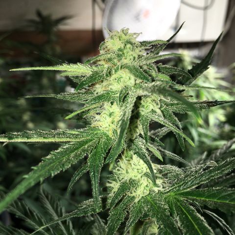Purple Mimosa Xl Auto  #1 growlog timeline photo