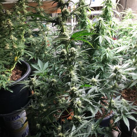 Purple Mimosa Xl Auto  #1 growlog timeline photo