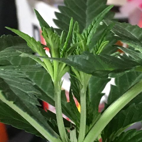 Ak47 #1 growlog timeline photo