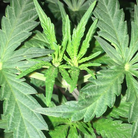 Ak47 #1 growlog timeline photo