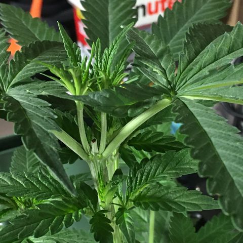 Ak47 #1 growlog timeline photo