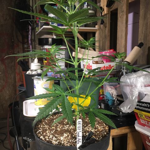 Ak47 #1 growlog timeline photo