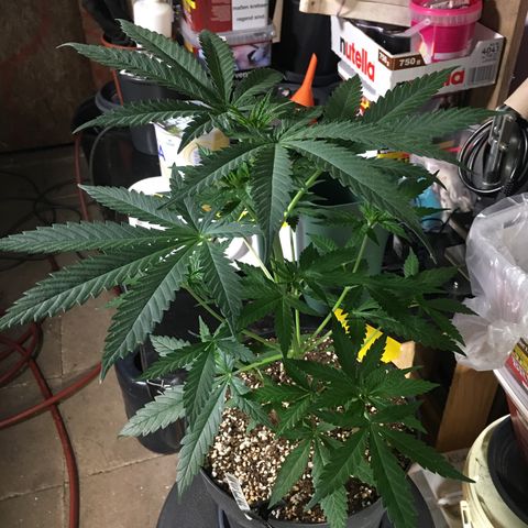 Ak47 #1 growlog timeline photo
