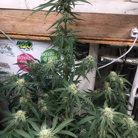 Green Crack  #1 growlog timeline photo