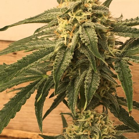 Green Crack  #1 growlog timeline photo
