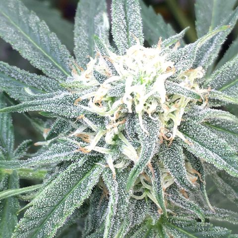 Green Crack  #1 growlog timeline photo