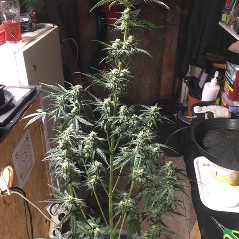 Purple Mimosa Xl Auto  #1 growlog timeline photo