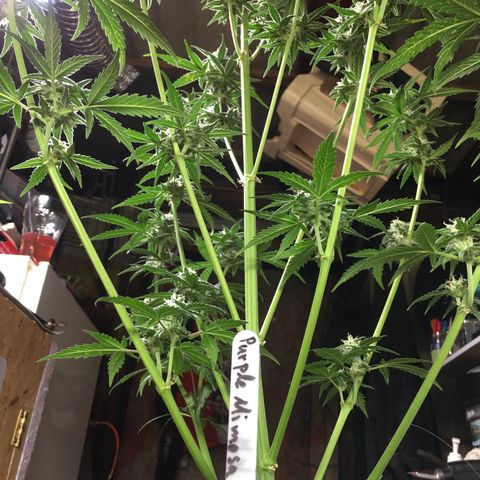Purple Mimosa Xl Auto  #1 growlog timeline photo