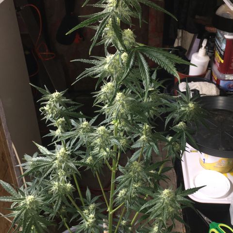Purple Mimosa Xl Auto  #1 growlog timeline photo