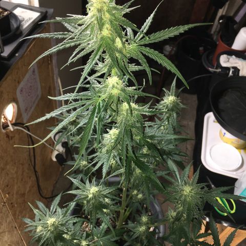 Purple Mimosa Xl Auto  #1 growlog timeline photo