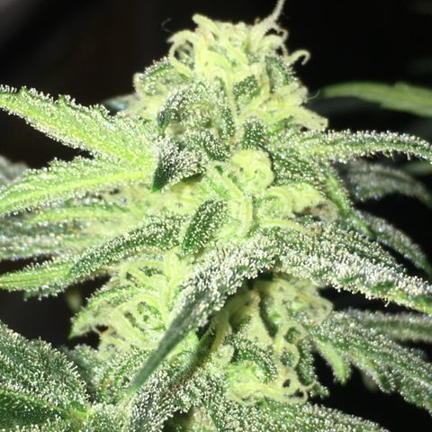 Purple Mimosa Xl Auto  #1 growlog timeline photo