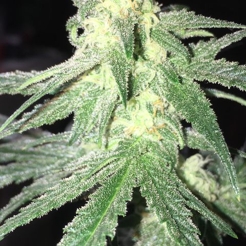 Purple Mimosa Xl Auto  #1 growlog timeline photo