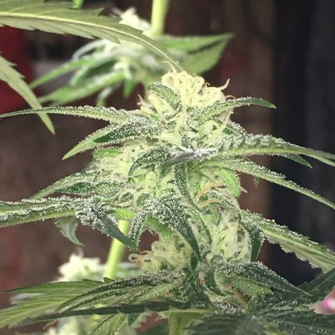 Purple Mimosa Xl Auto  #1 growlog timeline photo