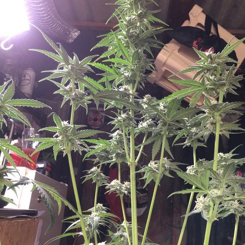 Purple Mimosa Xl Auto  #1 growlog timeline photo