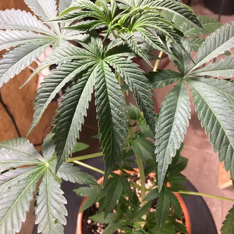 Gorilla Super Glue 2.0 growlog timeline photo