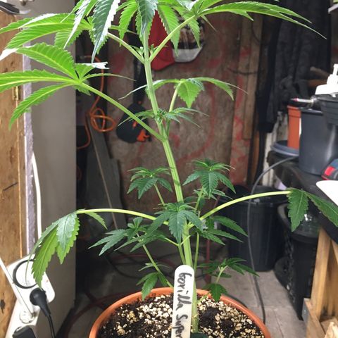 Gorilla Super Glue 2.0 growlog timeline photo