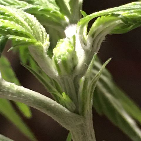 Gorilla Super Glue 2.0 growlog timeline photo